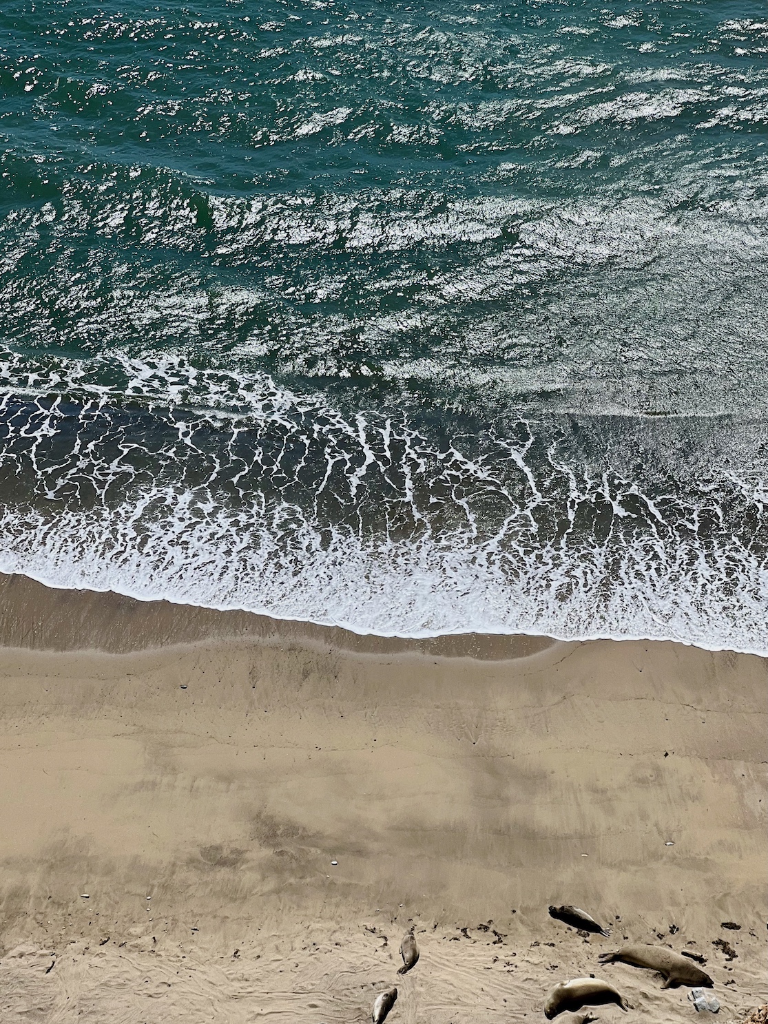 Seals on the beach